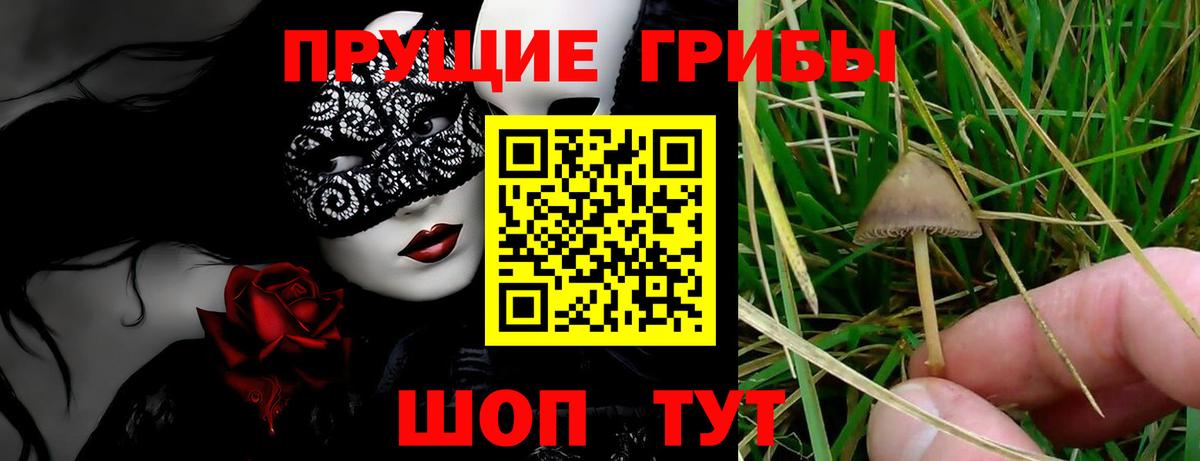 Галлюциногенные грибы Cubensis Клин